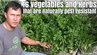 16 Edible Plants in my Garden that have Natural Pest Resistance