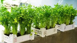 Growing Celery Has NEVER Been Easier With This Simple Trick