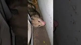 What kind of cat is this?  