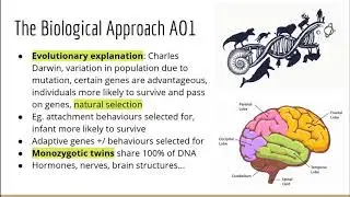 The Biological Approach to Psychology