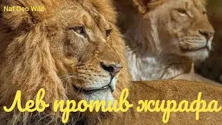 Nat Geo Wild.Лев против жирафа.