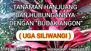 TANAMAN HANJUANG DAN HIBUNGANNYA DENGAN " BUDAK ANGON " ( UGA SILIWANGI )