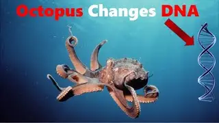 Octopus Changes DNA to Cope With The Cold!