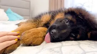 Playing with My German Shepherd Puppy