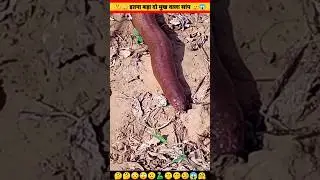 Snake |धरती पर दो मुंह वाला मात्र एक जीव सावड |2 Faced Snake #shorts #insaniyat #animals #shortvideo