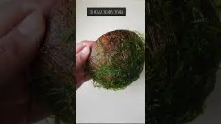 How to make Java Moss Cave for Shrimps and Fishes