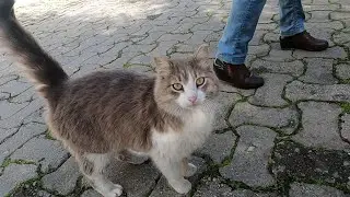 Smoke cat greets me with her cute meow