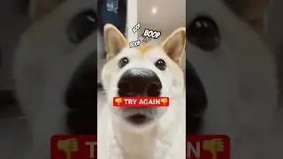 Try again doge #boop