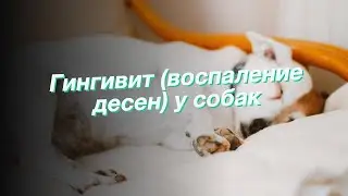 Гингивит (воспаление десен) у собак