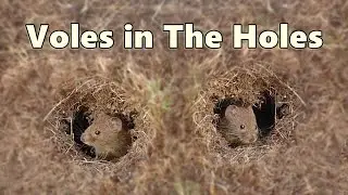 Cat Games ~ Voles in The Holes