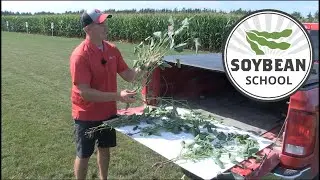 Soybean School: Maximizing yield with planting date and maturity