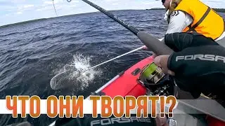 ЧУДО ТОЧКА! Судаки сошли с ума. И не только...