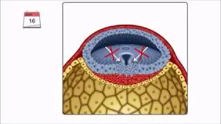 Эмбриональное развитие человека. Гаструляция
