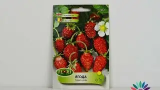 Starting strawberry seeds from Garden Shop Pro - Семена от ягоди Флориан