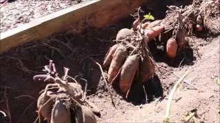 Early-Fall Garden Update 2016: Let's Go Harvest 20 lbs of Red Jersey Sweet Potatoes, for $1.50!