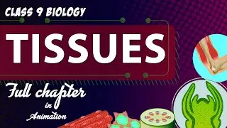 #Tissues Class 9 Full chapter (Animation) | cbse class 9  Biology | chapter 6| NCERT  | Gradebooster