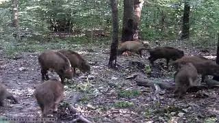 Кабаны на чесалках