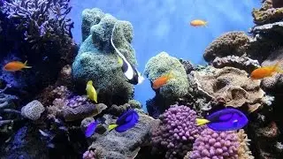 National Geographic - Ocean Animals Life Under the Sea - Widlife animals