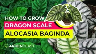 How to Grow Dragon Scale Plants: The World of Alocasia Baginda