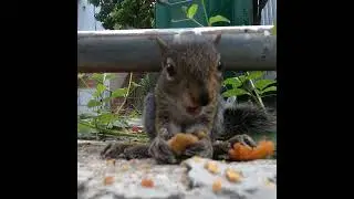 Baby Squirrel eats Fried Chicken Batter 💘🐿 SOOO CUTE