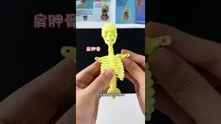 Every child is curious about his or her own body structure. Prepare this human body model toy fo