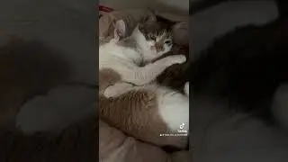 Коханячко.