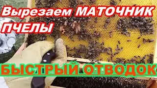 Быстрый ОТВОДОК ПЧЁЛ ! Вырезаем МАТОЧНИК ! Как вырезать маточник пчелы и вставить в сот в отводок !