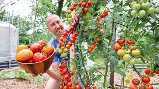 Unbelievable Backyard Garden Harvest, So Much Food in So Little Space 🤯