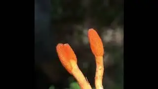 Cordyceps Spore Dispersal