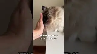 Почему нельзя поднимать взрослую кошку за шкирку? 🙀 
