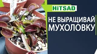 ПОЧЕМУ Я НЕ ВЫРАЩИВАЮ ВЕНЕРИНУ МУХОЛОВКУ 🌸 ДИОНЕЯ В ДОМАШНИХ УСЛОВИЯХ