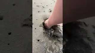 These Really Live Under the Sand! 