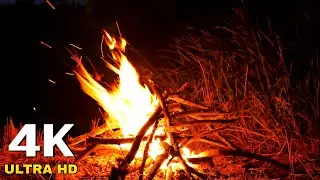 Beautiful night bonfire on the river bank | Sounds of nature, crackling fire and croaking of frogs