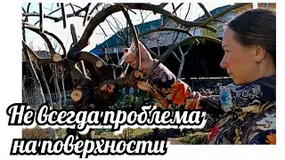 ВРЕДИТЕЛИ ИВЫ. КАК БОРОТЬСЯ?!Не всегда проблема на поверхности