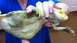 Beardie abdomenal thingy and enteric trichomonas