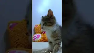 adorable paw 😻😹