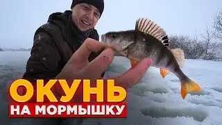 ОКУНЬ НА МОРМЫШКУ! РЫБАЛКА В ЯНВАРЕ 2022. Окунь в глухозимье на мормышку. Безмотылка. Зимняя рыбалка