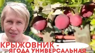 КРЫЖОВНИК / С АПЕЛЬСИНОМ / ВАРЕНЬЕ С ПЕКТИНОМ / КОМПОТ МОХИТО