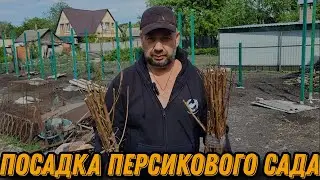 ПОСАДКА ПЕРСИКОВОГО САДА