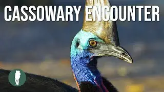 Wild Cassowary Encounter in 4K | Etty Bay | Far North Queensland | Australia Nature | Birding