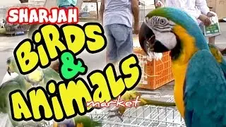 Sharjah Birds and Animals Market - Peacocks, Sugar Gliders, Rabbits, Parrots