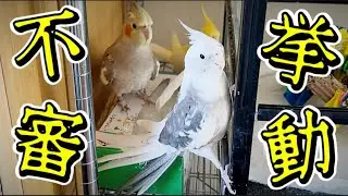 イタズラが飼い主に見つかった！と思い込みワタワタするオカメインコ達