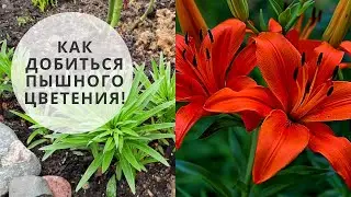 Чем подкормить Лилии весной?