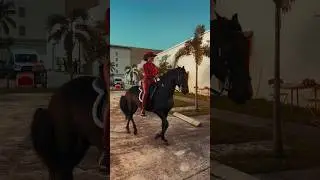 HAY QUE ATREVERSE A MONTAR ESE CABALLO PASO FINO COLOMBIANO #eljefe