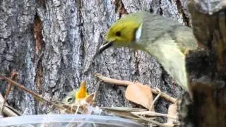 White-plumed honeyeaters - from nestling to fledgling