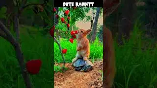 Cute Rabbit   #shorts #hamsters #hamster #animal #animals #animalfacts #animalshorts #cuteanimals