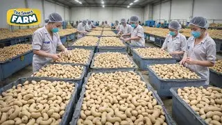 The BIGGEST Cashew Nuts Production Line You Should See: Mega Cashew Nuts Factory