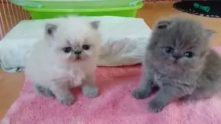 So Sweet and Precious ...Those 3 Week Old Persian and Himi Babies