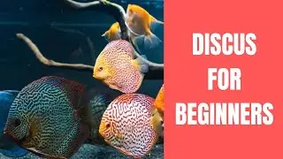 How to Start Keeping Discus...🐠🥰