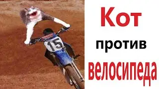 Лютые приколы! КОТ ПРОТИВ ВЕЛОСИПЕДА!!! Засмеялся проиграл! Тест на психику! – Domi Show!